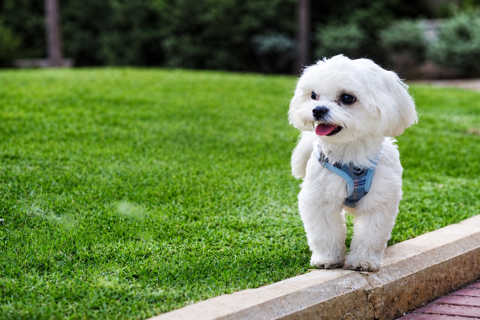 Small white dog offering comfort and companionship