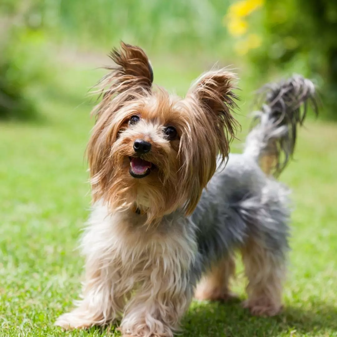 Furry friend offering comfort and companionship